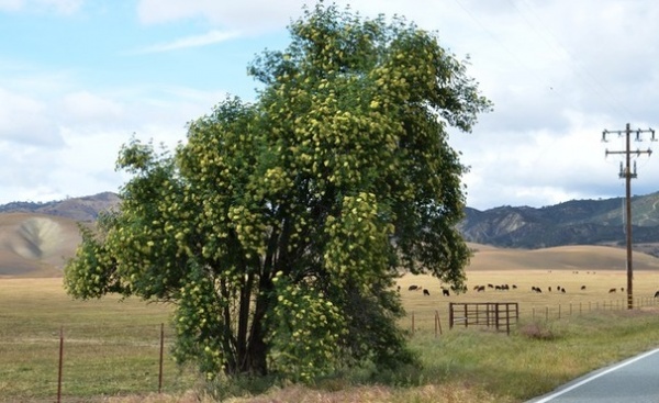 Landscape by Pete Veilleux, East Bay Wilds