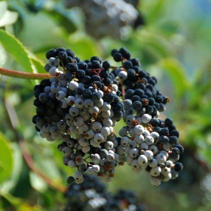 Great Design Plant: Sambucus Nigra Caerulea for the Birds