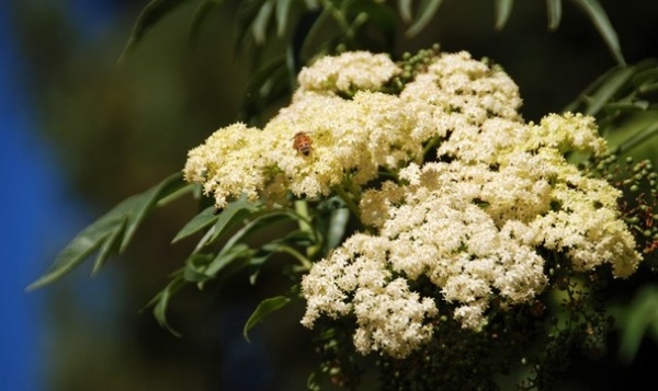 Great Design Plant: Sambucus Nigra Caerulea for the Birds