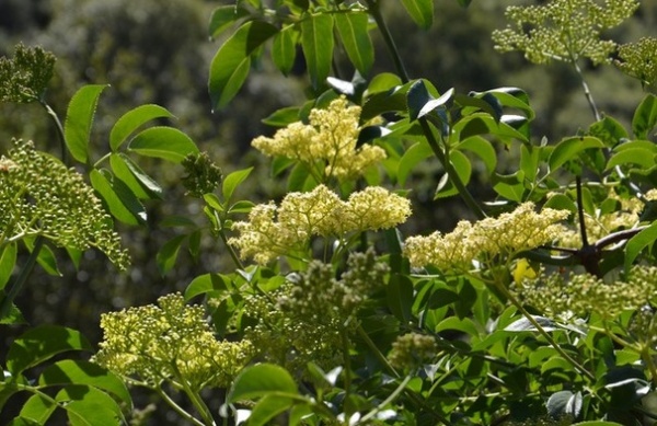 Great Design Plant: Sambucus Nigra Caerulea for the Birds