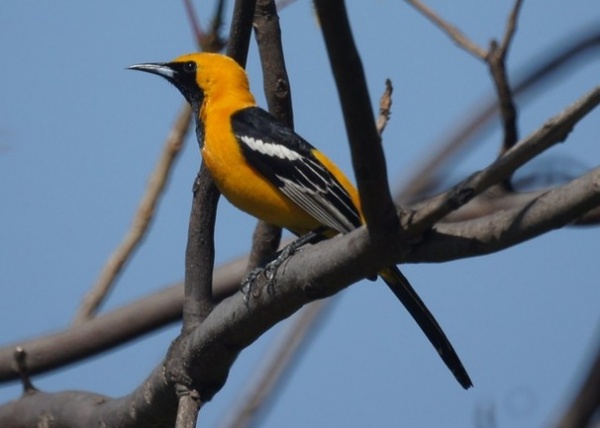 Landscape Hooded Oriole