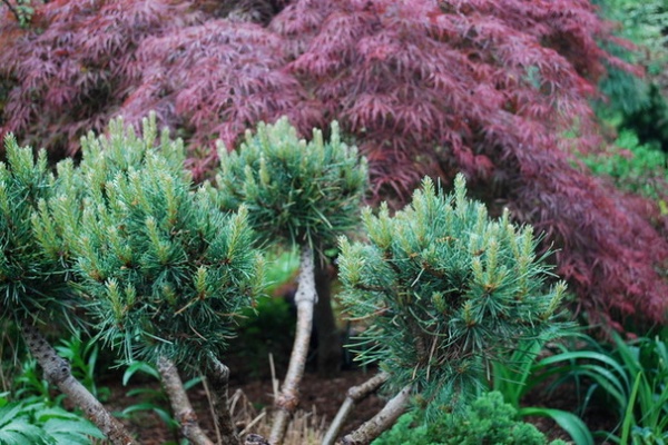 Eclectic Landscape by Jay Sifford Garden Design