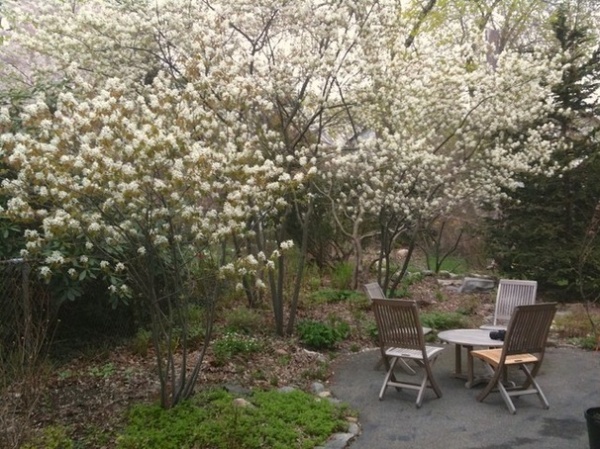 Great Design Plant: Amelanchier Signals Spring With Airy White Blooms