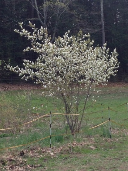 Landscape by Ellen Sousa/Turkey Hill Brook Farm