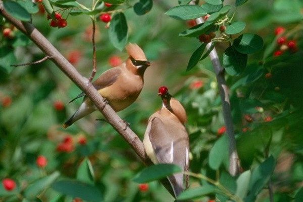 Amelanchier spp