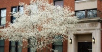 Great Design Plant: Amelanchier Signals Spring With Airy White Blooms