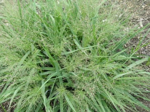 Great Design Plant: Eragrostis Spectabilis