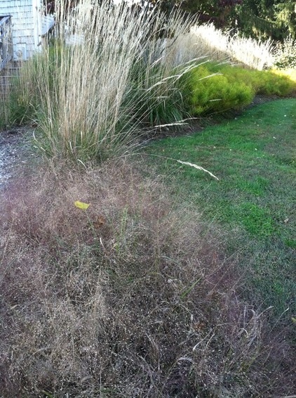 Great Design Plant: Eragrostis Spectabilis