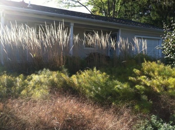 Great Design Plant: Eragrostis Spectabilis