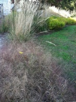 Great Design Plant: Eragrostis Spectabilis