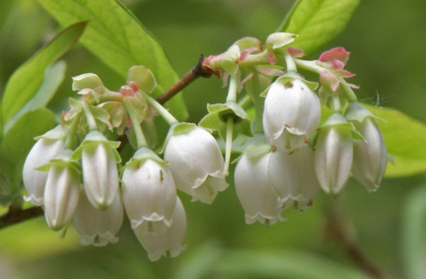 Great Design Plant: Grow Blueberries for Their Fruit and More