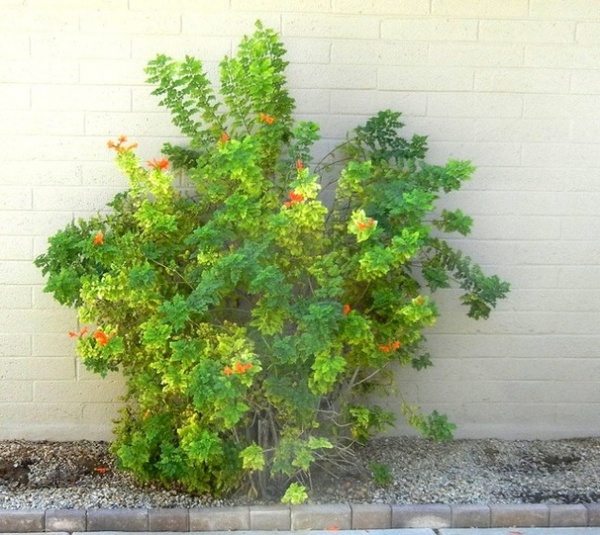 What's Wrong With My Plant? Leaves Often Hold the Clues