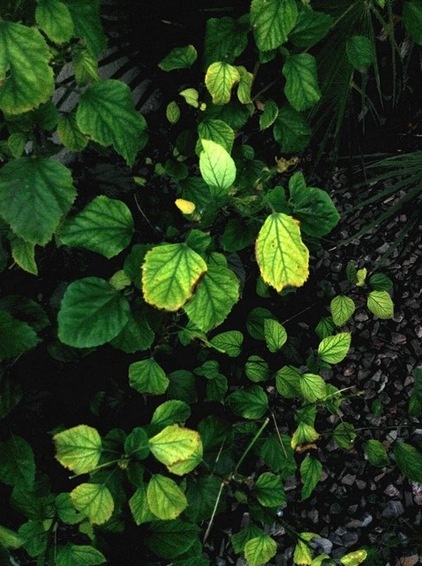 What's Wrong With My Plant? Leaves Often Hold the Clues