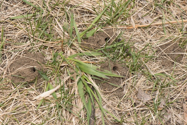 Invite Cellophane Bees to Your Garden by Providing Patches of Bare Soil