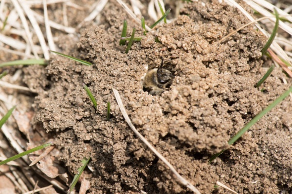 Invite Cellophane Bees to Your Garden by Providing Patches of Bare Soil