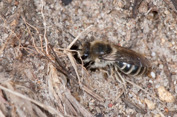 Invite Cellophane Bees to Your Garden by Providing Patches of Bare Soil