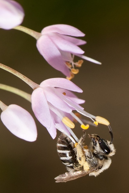 Invite Cellophane Bees to Your Garden by Providing Patches of Bare Soil