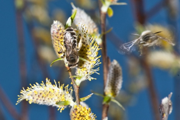 Invite Cellophane Bees to Your Garden by Providing Patches of Bare Soil