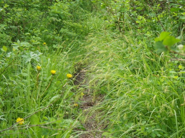 Landscape Carex sprengelii / Long-Beaked Sedge