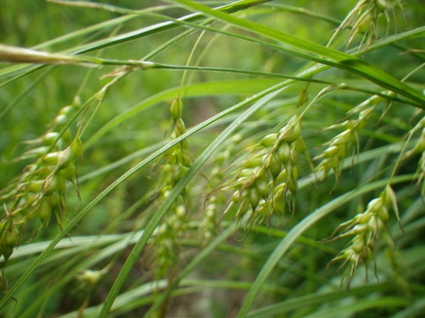 Great Design Plant: Carex Sprengelii