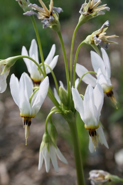 by Benjamin Vogt / Monarch Gardens