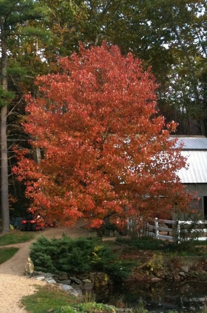 Great Design Plant: Acer Rubrum Brings Shade and Beauty