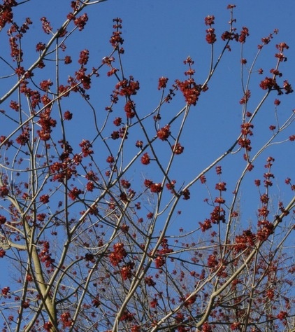 Great Design Plant: Acer Rubrum Brings Shade and Beauty