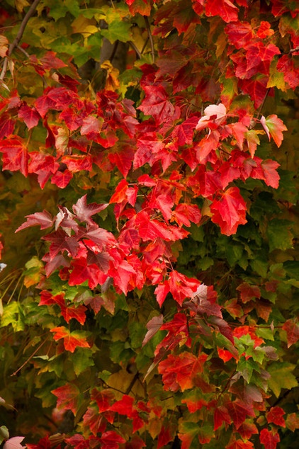 Great Design Plant: Acer Rubrum Brings Shade and Beauty