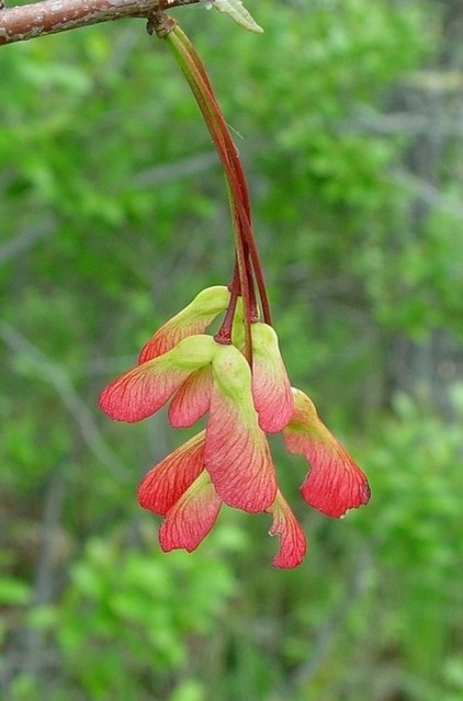 Landscape by New England Wild Flower Society