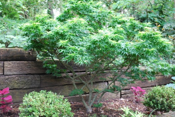 13 Japanese Maples for Shade