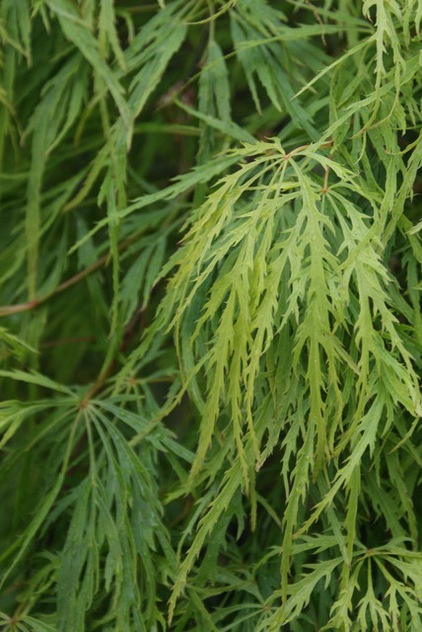 Celebrating Japanese Maples in the Garden