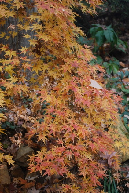 13 Japanese Maples for Shade