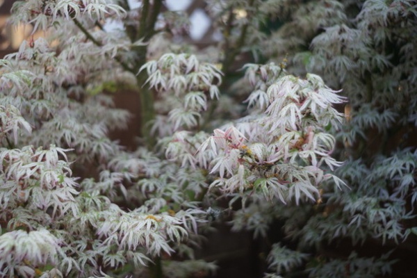 Celebrating Japanese Maples in the Garden