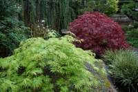 13 Japanese Maples for Shade