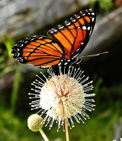 Landscape Florida Viceroy on Buttonbush