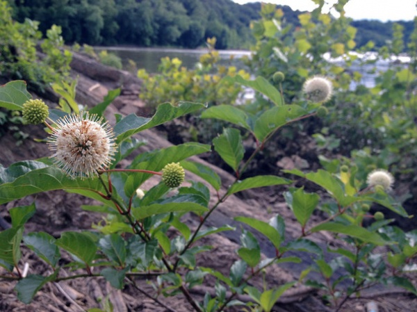 Landscape Cephalanthus occidentalis / Buttonbush