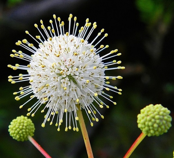 Landscape Buttonbush