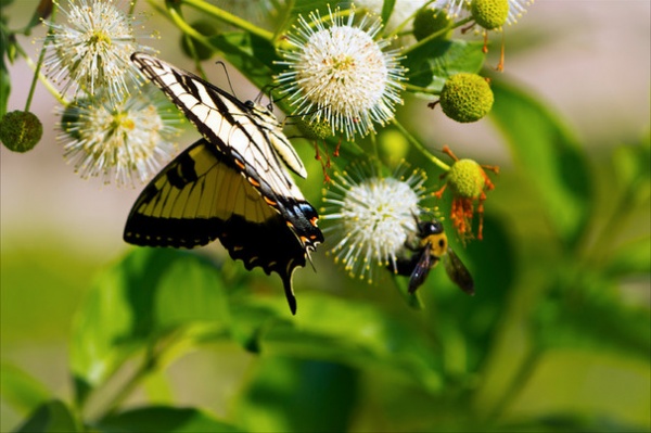 Great Design Plant: Cephalanthus Occidentalis