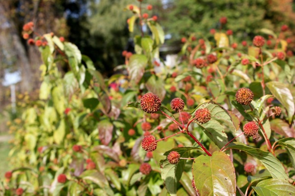 Great Design Plant: Cephalanthus Occidentalis