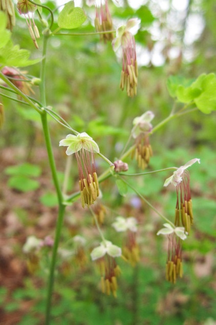 Great Design Plant: Thalictrum Dioicum Thrives in Dry Shade