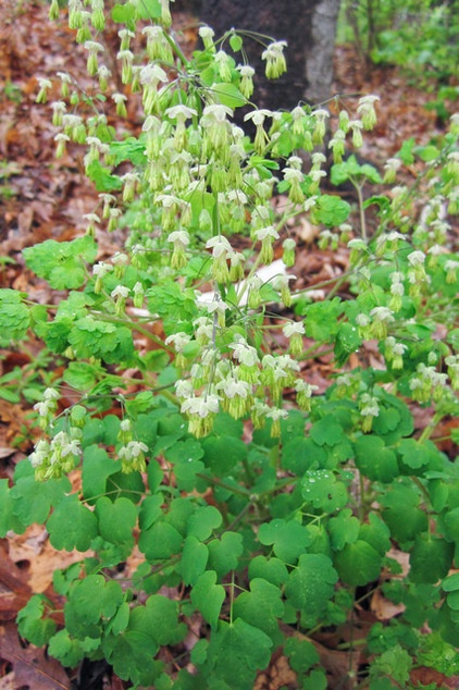 Great Design Plant: Thalictrum Dioicum Thrives in Dry Shade