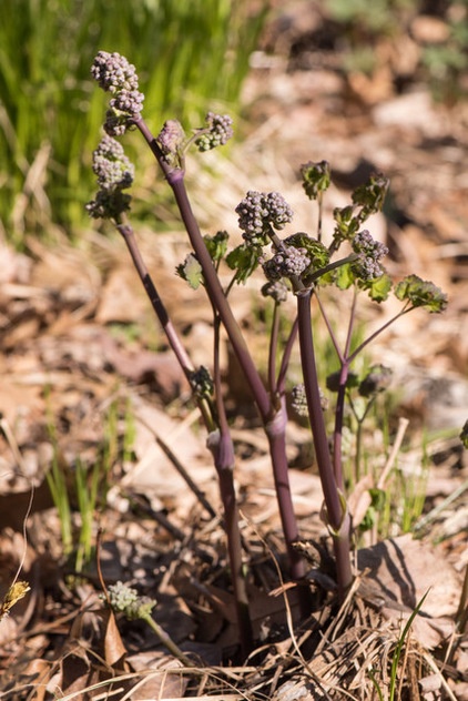 Great Design Plant: Thalictrum Dioicum Thrives in Dry Shade