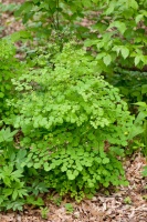 Great Design Plant: Thalictrum Dioicum Thrives in Dry Shade