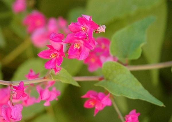 Great Design Plant: Antigonon Leptopus in California and Desert Gardens