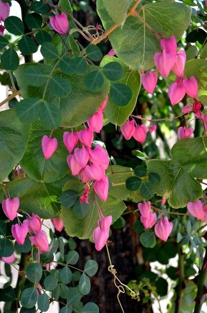 Great Design Plant: Antigonon Leptopus in California and Desert Gardens