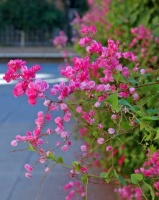 Great Design Plant: Antigonon Leptopus in California and Desert Gardens