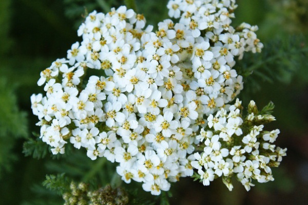 Great Design Plant: Achillea Millefolium for Dry California Gardens