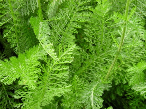 Great Design Plant: Achillea Millefolium for Dry California Gardens