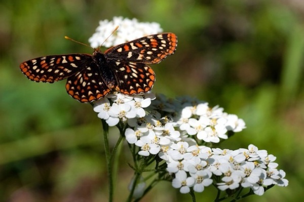 Great Design Plant: Achillea Millefolium for Dry California Gardens