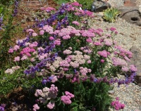 Great Design Plant: Achillea Millefolium for Dry California Gardens